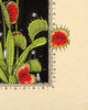 Venus Flytrap - Fine Art Print (11 x 8.5)