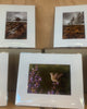 Matted Prints (8x10)