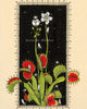 Venus Flytrap - Fine Art Print (11 x 8.5)