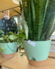 Large Self-Watering Indoor Plant with Decorative Mint Green Planter