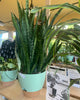 Large Self-Watering Indoor Plant with Decorative Mint Green Planter