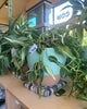 Large Self-Watering Indoor Plant with Decorative Mint Green Planter