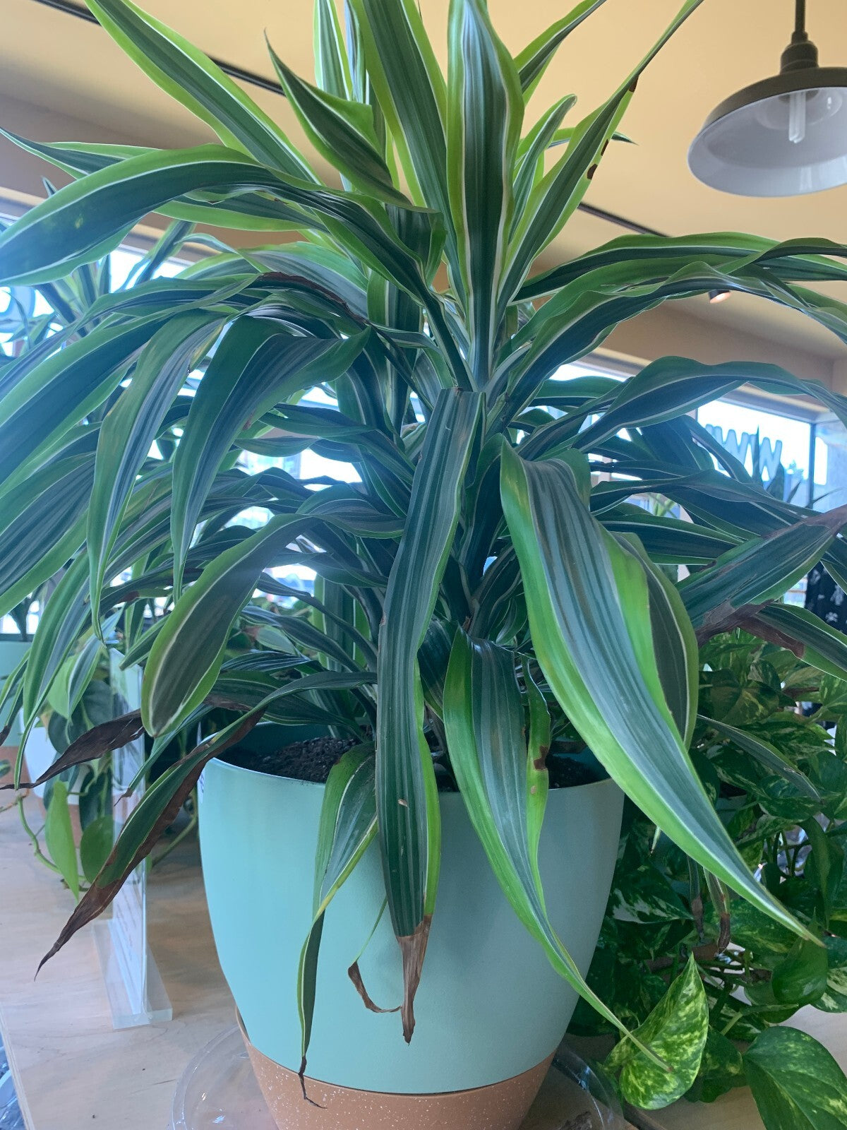 Large Self-Watering Indoor Plant with Decorative Mint Green Planter