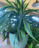 Large Self-Watering Indoor Plant with Decorative Mint Green Planter