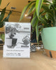 Large Self-Watering Indoor Plant with Decorative Mint Green Planter